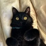 Pepette   European Shorthair (Européen) Femelle - Garde d'animaux à domicile
