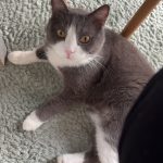 Skaï   Chat de gouttière (Commun) Mâle stérilisé - Garde d'animaux à domicile