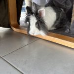 Lumy   Nain Mâle stérilisé - Garde d'animaux à domicile