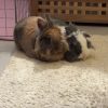 Images de profil de Lucie - Blooming Pets - Petsitting et garde d'animaux à domicile