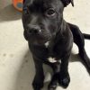 Images de profil de Lucie - Blooming Pets - Petsitting et garde d'animaux à domicile