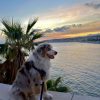 Images de profil de Fanny - Blooming Pets - Petsitting et garde d'animaux à domicile
