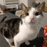 Uno   European Shorthair (Européen) Mâle stérilisé - Garde d'animaux à domicile