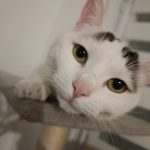Bella   European Shorthair (Européen) Femelle - Garde d'animaux à domicile