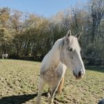 Baronne   Origine Non Constatée (ONC) Femelle - Garde d'animaux à domicile