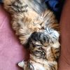 Images de profil de Jennifer - Blooming Pets - Petsitting et garde d'animaux à domicile