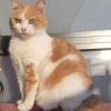 Images de profil de Jennifer - Blooming Pets - Petsitting et garde d'animaux à domicile