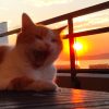 Images de profil de Jennifer - Blooming Pets - Petsitting et garde d'animaux à domicile