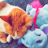 Images de profil de Jennifer - Blooming Pets - Petsitting et garde d'animaux à domicile