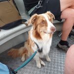Nougat'   Berger Australien Femelle - Garde d'animaux à domicile