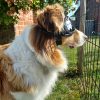 Images de profil de Sidonie - Blooming Pets - Petsitting et garde d'animaux à domicile