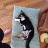 Images de profil de Sidonie - Blooming Pets - Petsitting et garde d'animaux à domicile