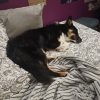 Images de profil de Sidonie - Blooming Pets - Petsitting et garde d'animaux à domicile