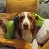 Images de profil de Sidonie - Blooming Pets - Petsitting et garde d'animaux à domicile