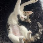 Boo   Abyssin Femelle - Garde d'animaux à domicile