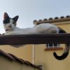 Images de profil de audrey - Blooming Pets - Petsitting et garde d'animaux à domicile