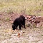 Larla   Croisé Femelle - Garde d'animaux à domicile