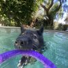 Images de profil de Emma - Blooming Pets - Petsitting et garde d'animaux à domicile