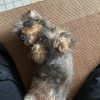 Images de profil de Emma - Blooming Pets - Petsitting et garde d'animaux à domicile