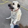 Images de profil de Emma - Blooming Pets - Petsitting et garde d'animaux à domicile