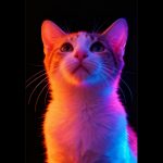 Plume   Croisé Femelle - Garde d'animaux à domicile