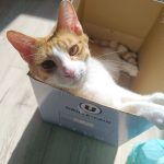 Atoll   Croisé Mâle - Garde d'animaux à domicile
