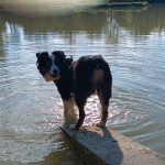 Layka   Berger Australien Femelle - Garde d'animaux à domicile