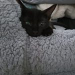 Salem   Chat de gouttière (Commun) Mâle - Garde d'animaux à domicile