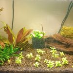 4 Poissons - 60 Litres    Femelle - Garde d'animaux à domicile