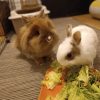 Images de profil de Ludivine - Blooming Pets - Petsitting et garde d'animaux à domicile