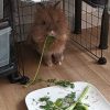 Images de profil de Ludivine - Blooming Pets - Petsitting et garde d'animaux à domicile