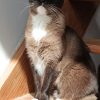 Images de profil de Ludivine - Blooming Pets - Petsitting et garde d'animaux à domicile
