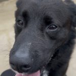 Benji   Border Collie Mâle - Garde d'animaux à domicile