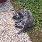 Nala   Chat de gouttière (Commun) Femelle - Garde d'animaux à domicile