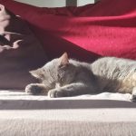 Bloom   Chat de gouttière (Commun) Femelle - Garde d'animaux à domicile