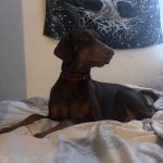 Lyra   Dobermann Femelle - Garde d'animaux à domicile