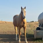 Bo Wolf   Paint-horse Hongre - Garde d'animaux à domicile