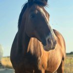 Rapide   Origine Non Constatée (ONC) Hongre - Garde d'animaux à domicile