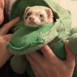 Mayco   Furet Zibeline (Putoisé) Mâle stérilisé - Garde d'animaux à domicile
