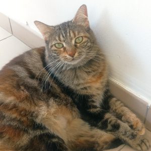 Images de profil de Corinne - Blooming Pets - Petsitting et garde d'animaux à domicile