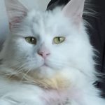 Uriel   Maine Coon Femelle - Garde d'animaux à domicile