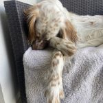 URSSAF   Setter Anglais Mâle - Garde d'animaux à domicile