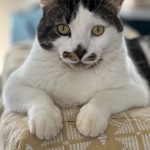 SIRI   Chat de gouttière (Commun) Mâle - Garde d'animaux à domicile