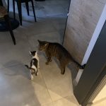 ESKO   Chat de gouttière (Commun) Mâle - Garde d'animaux à domicile