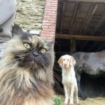 GISELLE   Persan Femelle - Garde d'animaux à domicile
