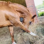 KASSY   Poney Français de Selle Femelle - Garde d'animaux à domicile