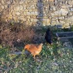COCO   Noire Femelle - Garde d'animaux à domicile