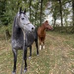 IJA   Origine Non Constatée (ONC) Mâle - Garde d'animaux à domicile