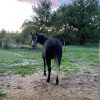 Images de profil de Laura - Blooming Pets - Petsitting et garde d'animaux à domicile