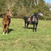 Images de profil de Laura - Blooming Pets - Petsitting et garde d'animaux à domicile